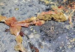 Fejervarya multistriata