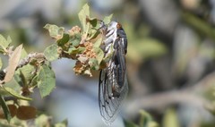 Hadoa chiricahua