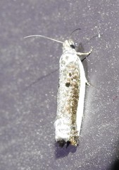 Ancylis albacostana
