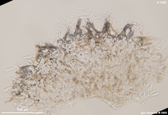 Fuscolachnum misellum