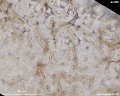 Fuscolachnum misellum