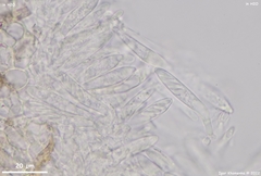 Fuscolachnum misellum