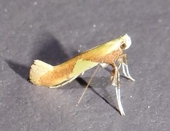 Caloptilia packardella