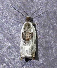 Ancylis nubeculana