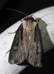 Agrotis volubilis