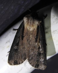 Agrotis volubilis