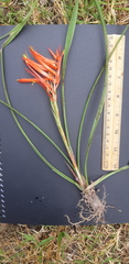 Pitcairnia monticola