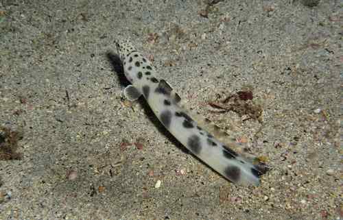 Spotted snake eel (Ophichthus ophis) — Ophichthidae