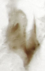 Pericompsus australis