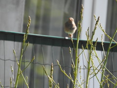 Phoenicurus phoenicurus