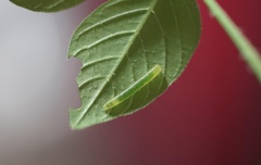 Appias libythea olferna