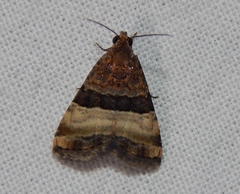 Pseudozarba bipartita