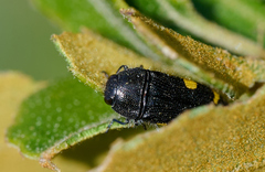 Acmaeodera simulata