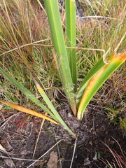 Moraea alticola