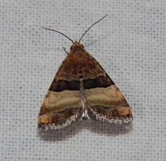 Pseudozarba bipartita