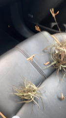 Tillandsia recurvata