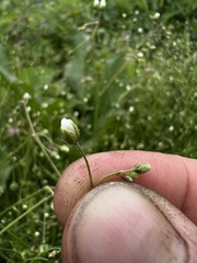 Angiospermae