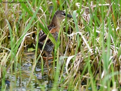 Hapalocrex flaviventer