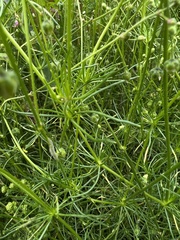 Angiospermae