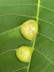 Phylloxera notabilis