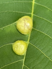 Phylloxera notabilis