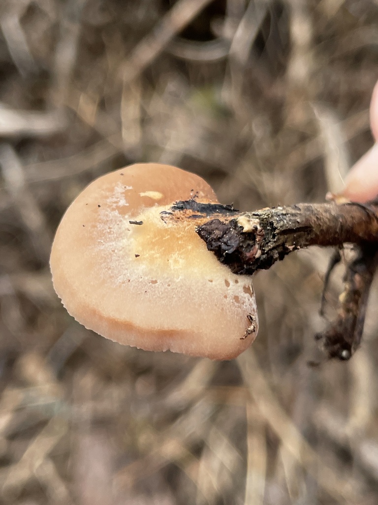 Lentinellus montanus from Okanogan - Wenatchee National Forest ...