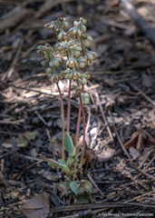 Pyrola dentata