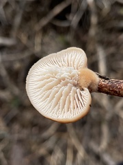 Lentinellus montanus