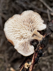 Lentinellus montanus