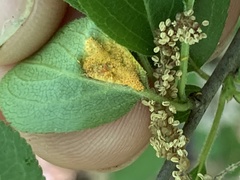 Puccinia coronata
