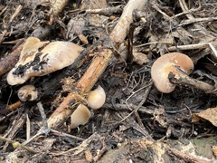 Lentinellus montanus