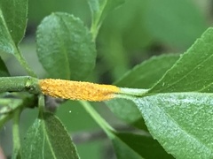 Puccinia coronata