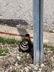 Charadrius vociferus