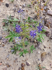 Lupinus pusillus