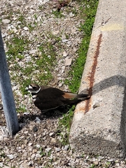 Charadrius vociferus