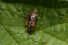 Harpocera