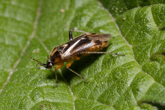 Harpocera
