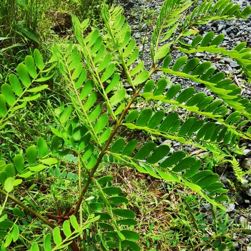 Stryphnodendron microstachyum · iNaturalist