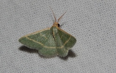 Microloxia ruficornis