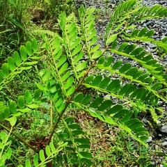 Stryphnodendron microstachyum