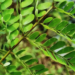 Stryphnodendron microstachyum