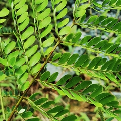 Stryphnodendron microstachyum