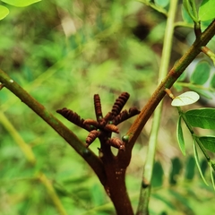 Stryphnodendron microstachyum