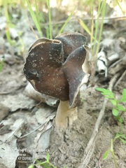 Helvella monachella