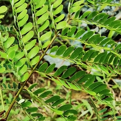 Stryphnodendron microstachyum