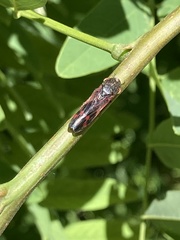 Homalodisca vitripennis