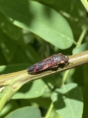 Homalodisca vitripennis