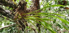 Maxillaria egertoniana