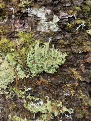 Cladonia beaumontii