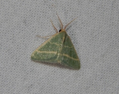 Microloxia ruficornis